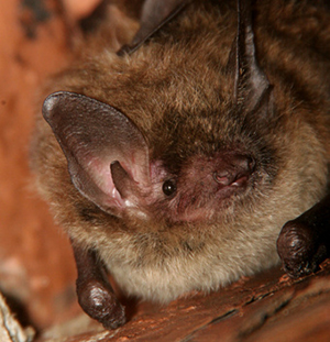 Atlanta Little Brown Bat